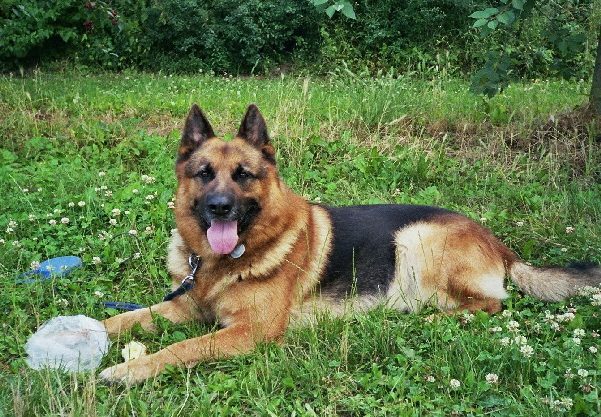 Beschreibung: Beschreibung: Beschreibung: Beschreibung: G:\WebSeiten\Schumacher_NOF_12-02-2011 an Pittis-asus\Hund\wuffi3_small.jpg